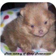 beaver colored Pomeranian